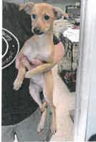 Harley, an adoptable Whippet, Rat Terrier in Dalton, GA, 30721 | Photo Image 2