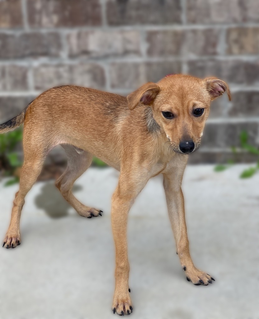 Harley, an adoptable Whippet, Rat Terrier in Dalton, GA, 30721 | Photo Image 3