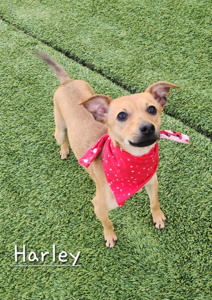 Harley, an adoptable Whippet, Rat Terrier in Dalton, GA, 30721 | Photo Image 4