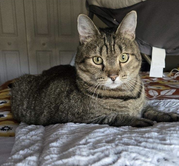 Bella, an adoptable Domestic Short Hair in Burlington, VT, 05408 | Photo Image 1