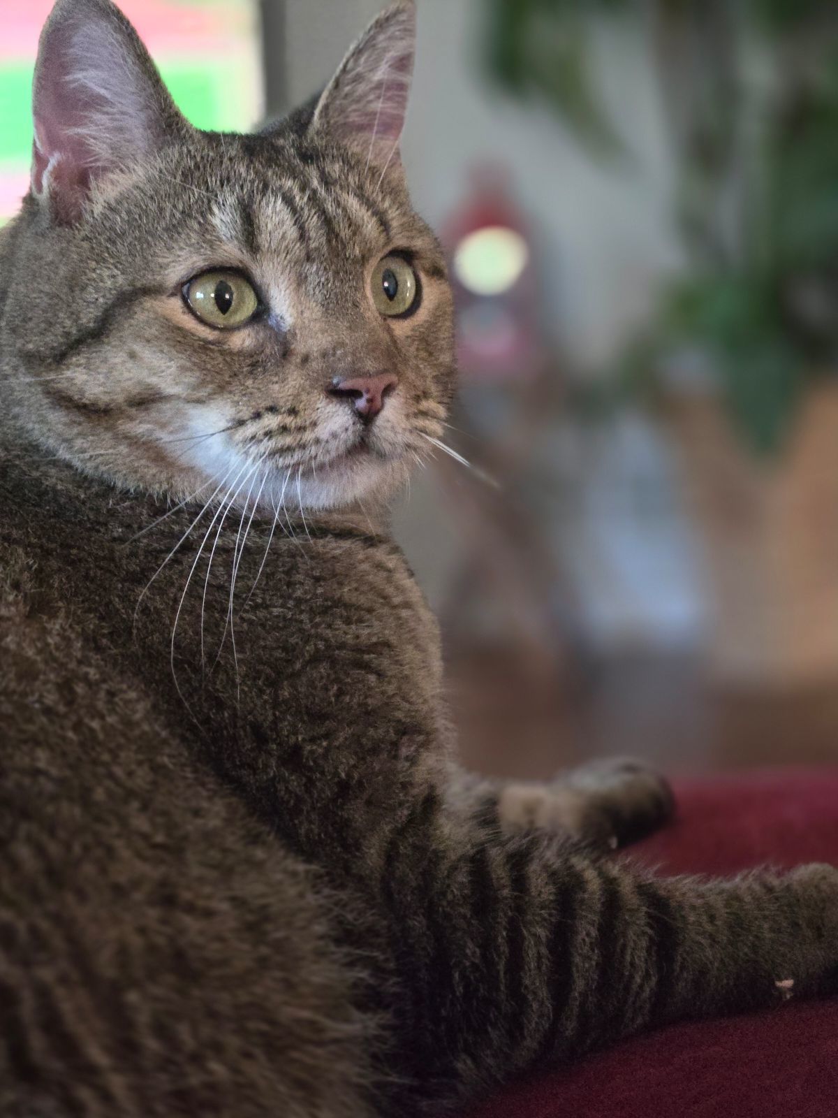 Bella, an adoptable Domestic Short Hair in Burlington, VT, 05408 | Photo Image 3