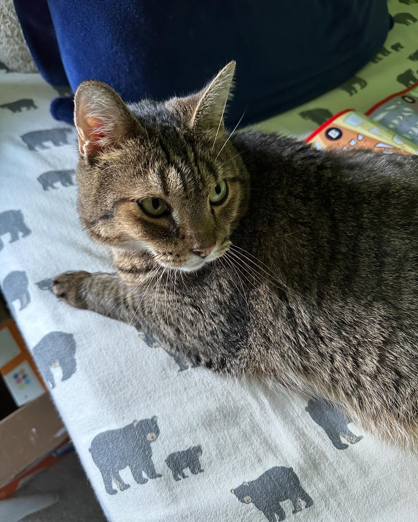 Bella, an adoptable Domestic Short Hair in Burlington, VT, 05408 | Photo Image 4