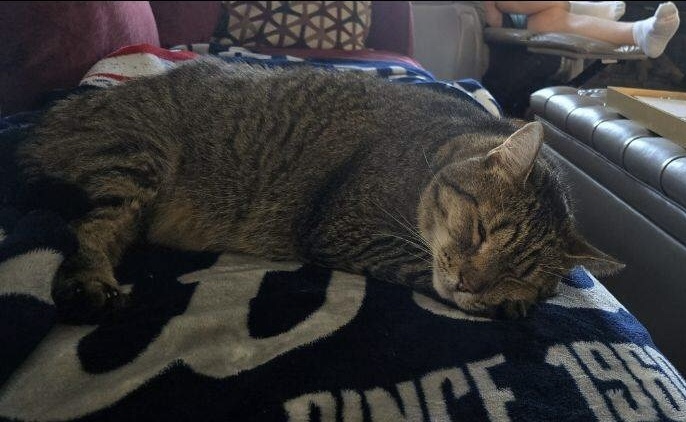 Bella, an adoptable Domestic Short Hair in Burlington, VT, 05408 | Photo Image 5