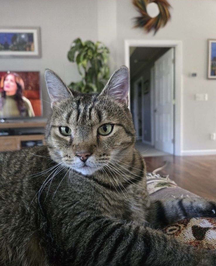 Bella, an adoptable Domestic Short Hair in Burlington, VT, 05408 | Photo Image 6