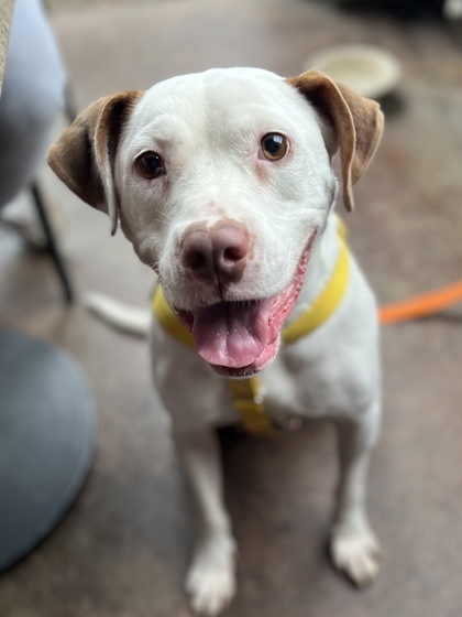 Beverly - IN FOSTER