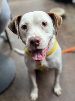 Beverly - IN FOSTER, Adult Female Mixed Breed