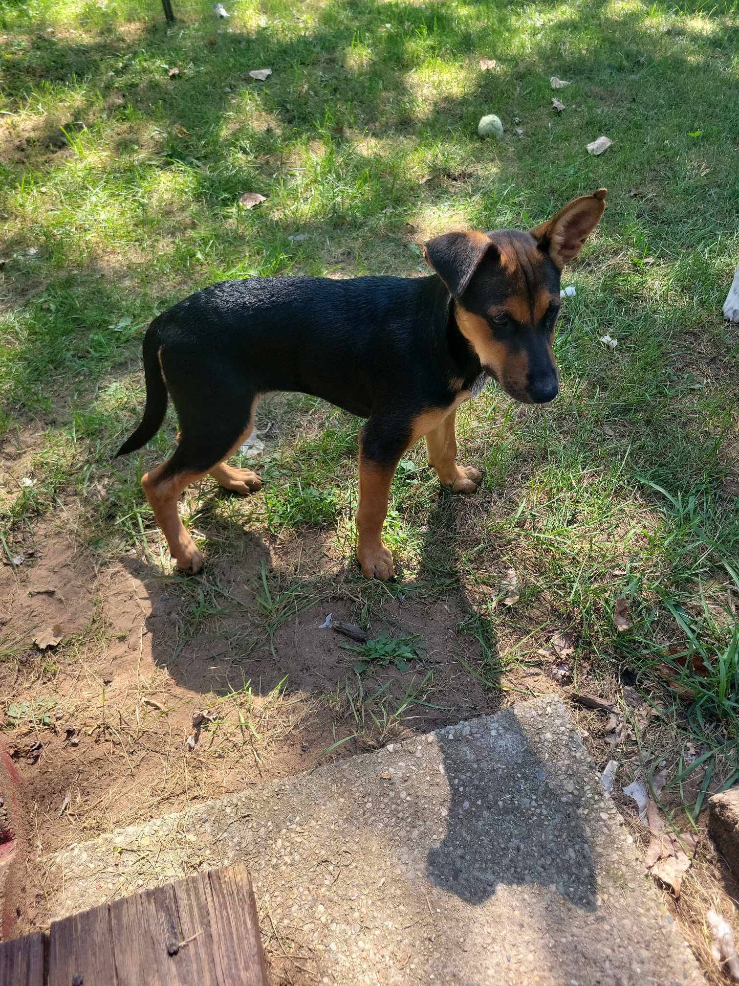 Ferris, an adoptable Australian Cattle Dog / Blue Heeler, Shepherd in New London, WI, 54961 | Photo Image 5