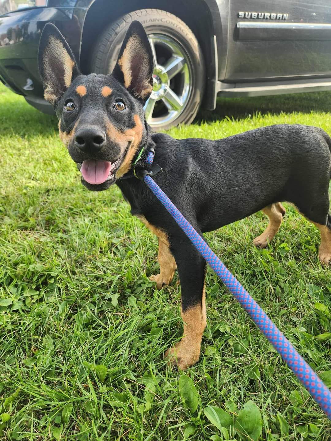 Sloane, an adoptable Shepherd, Australian Cattle Dog / Blue Heeler in New London, WI, 54961 | Photo Image 2