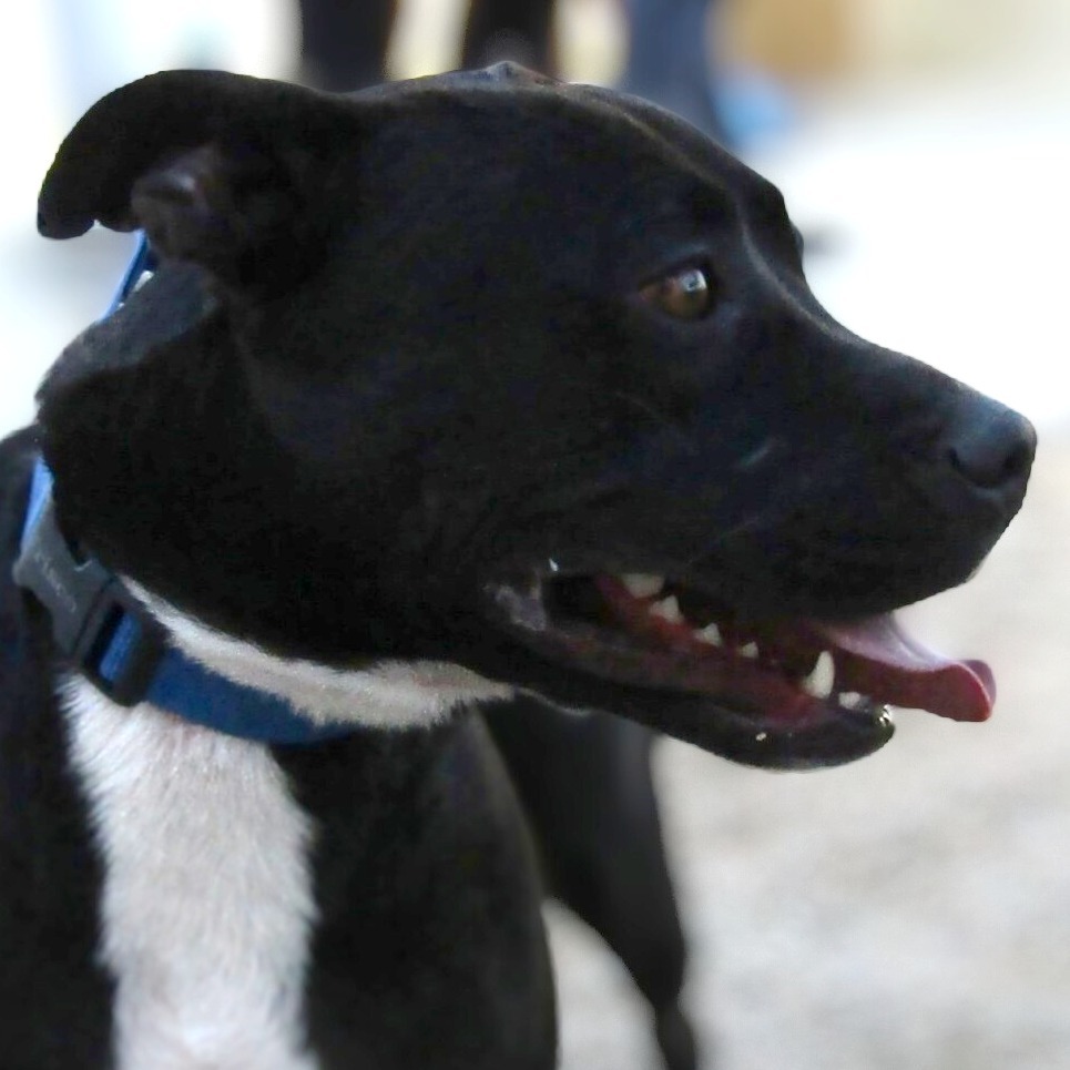 Jessica, an adoptable Mixed Breed in Las Cruces, NM, 88012 | Photo Image 1