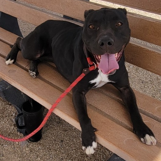 Jessica, an adoptable Mixed Breed in Las Cruces, NM, 88012 | Photo Image 1