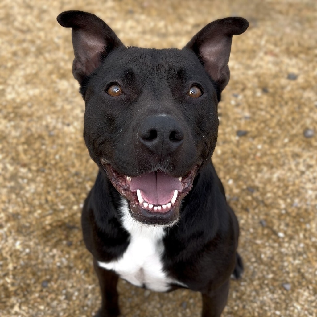 Jessica, an adoptable Mixed Breed in Las Cruces, NM, 88012 | Photo Image 1