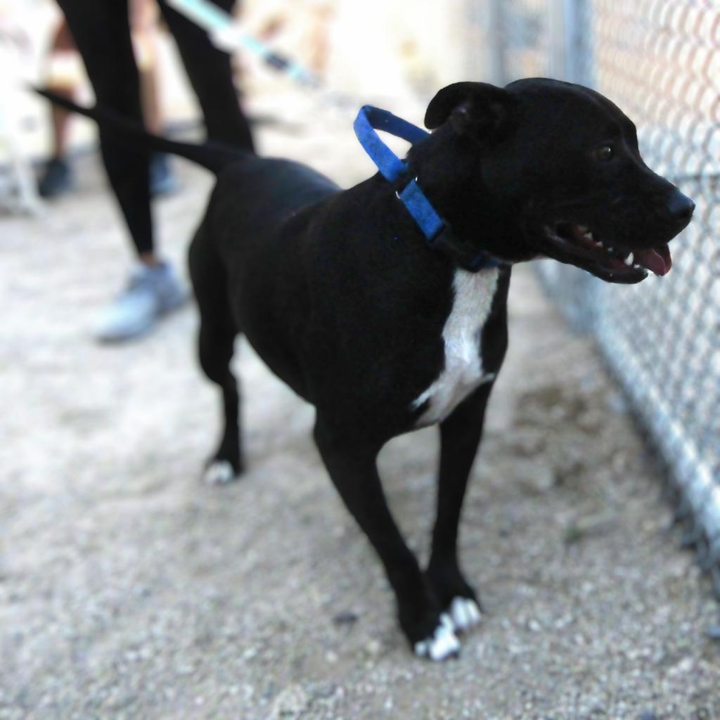 Jessica, an adoptable Mixed Breed in Las Cruces, NM, 88012 | Photo Image 2