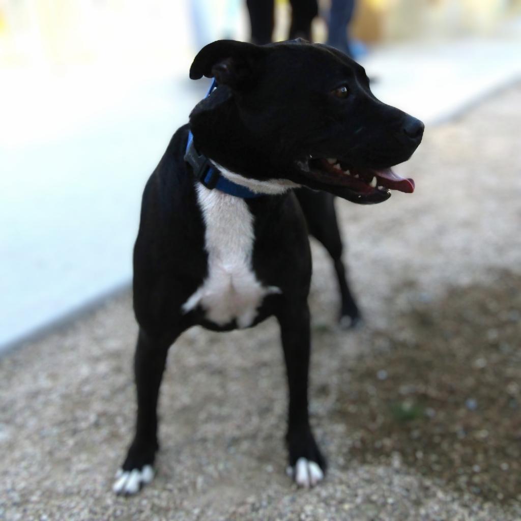 Jessica, an adoptable Mixed Breed in Las Cruces, NM, 88012 | Photo Image 3