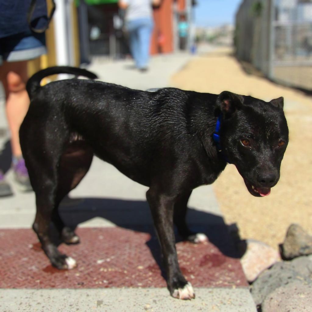 Jessica, an adoptable Mixed Breed in Las Cruces, NM, 88012 | Photo Image 4