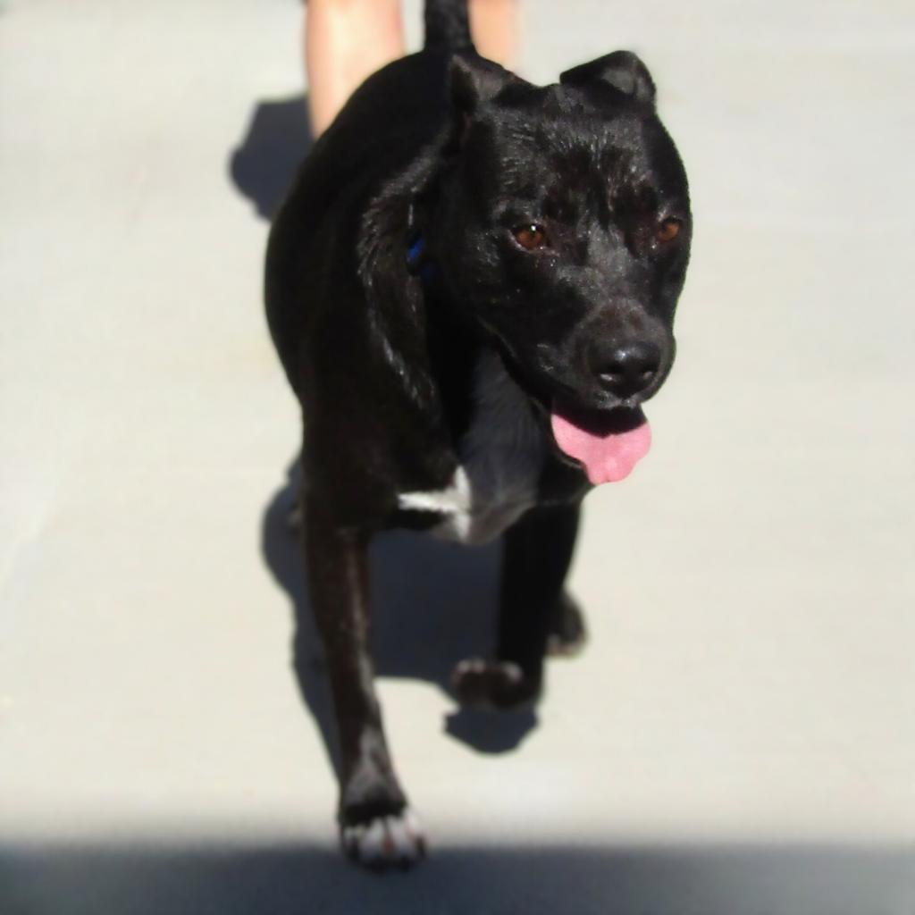 Jessica, an adoptable Mixed Breed in Las Cruces, NM, 88012 | Photo Image 6