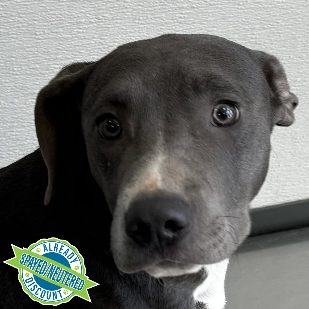 Federico, an adoptable Mixed Breed in Las Cruces, NM, 88012 | Photo Image 1