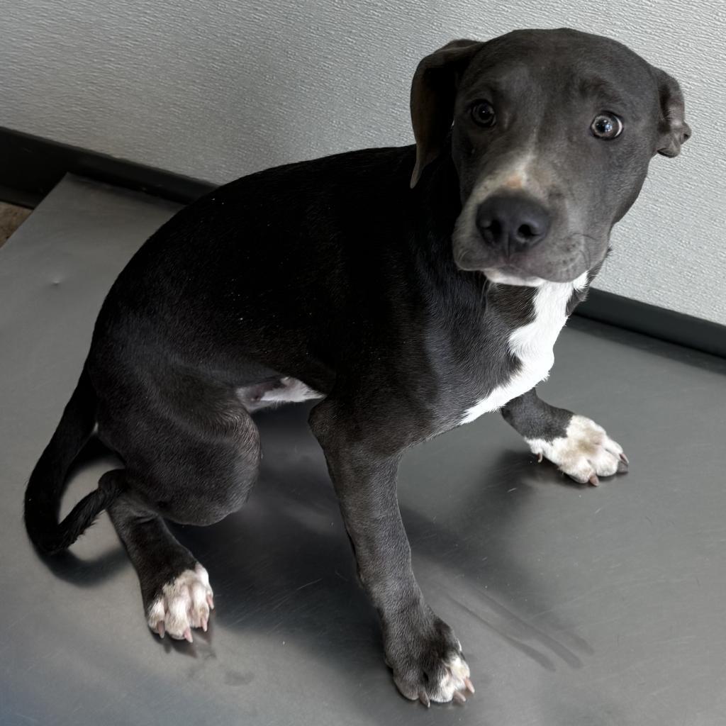 Federico, an adoptable Mixed Breed in Las Cruces, NM, 88012 | Photo Image 2