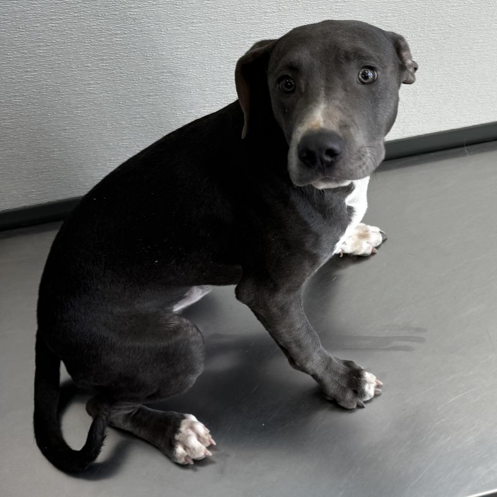 Federico, an adoptable Mixed Breed in Las Cruces, NM, 88012 | Photo Image 4