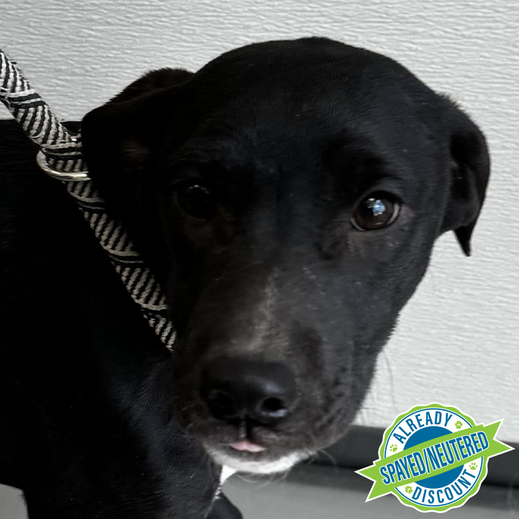 Fernanda, an adoptable Mixed Breed in Las Cruces, NM, 88012 | Photo Image 1