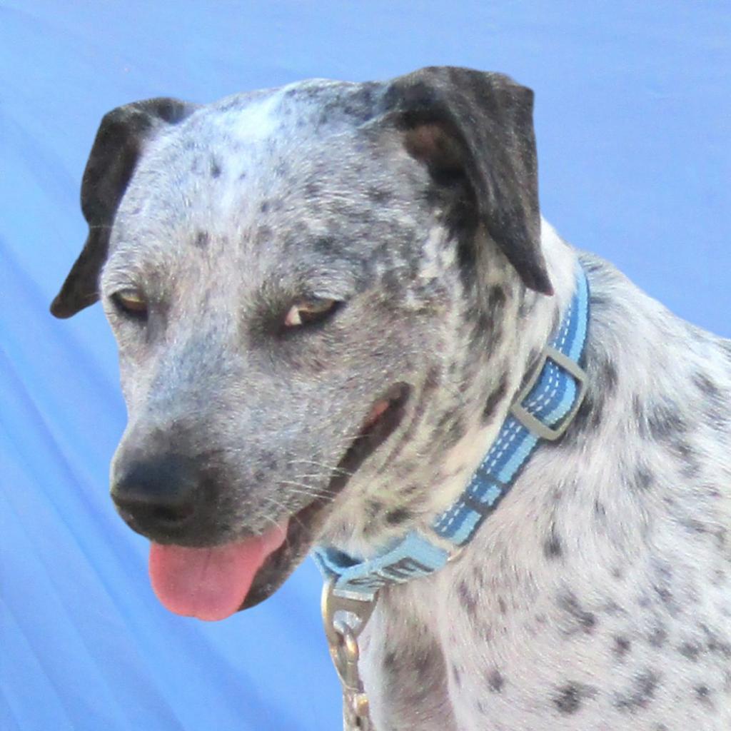 Lucky girl, an adoptable Mixed Breed in Las Cruces, NM, 88012 | Photo Image 1