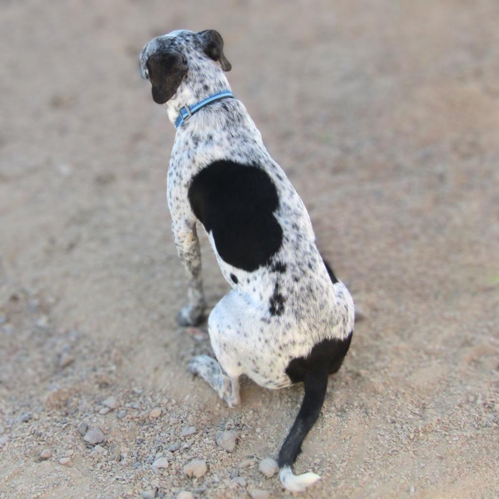 Lucky girl, an adoptable Mixed Breed in Las Cruces, NM, 88012 | Photo Image 2