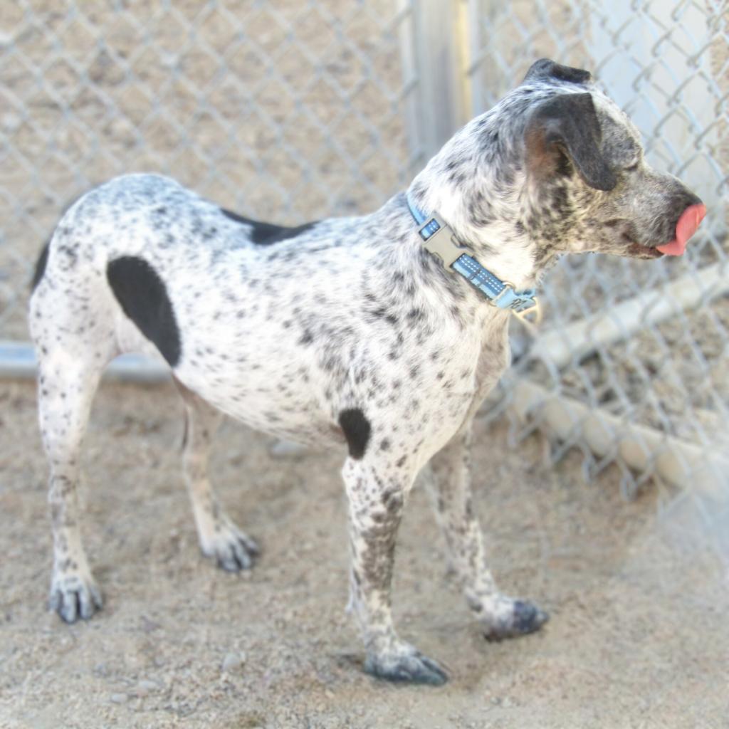 Lucky girl, an adoptable Mixed Breed in Las Cruces, NM, 88012 | Photo Image 3