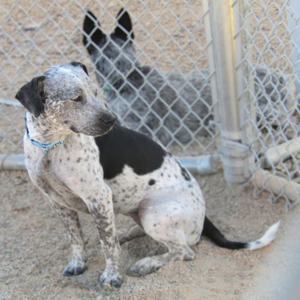 Lucky girl, an adoptable Mixed Breed in Las Cruces, NM, 88012 | Photo Image 4