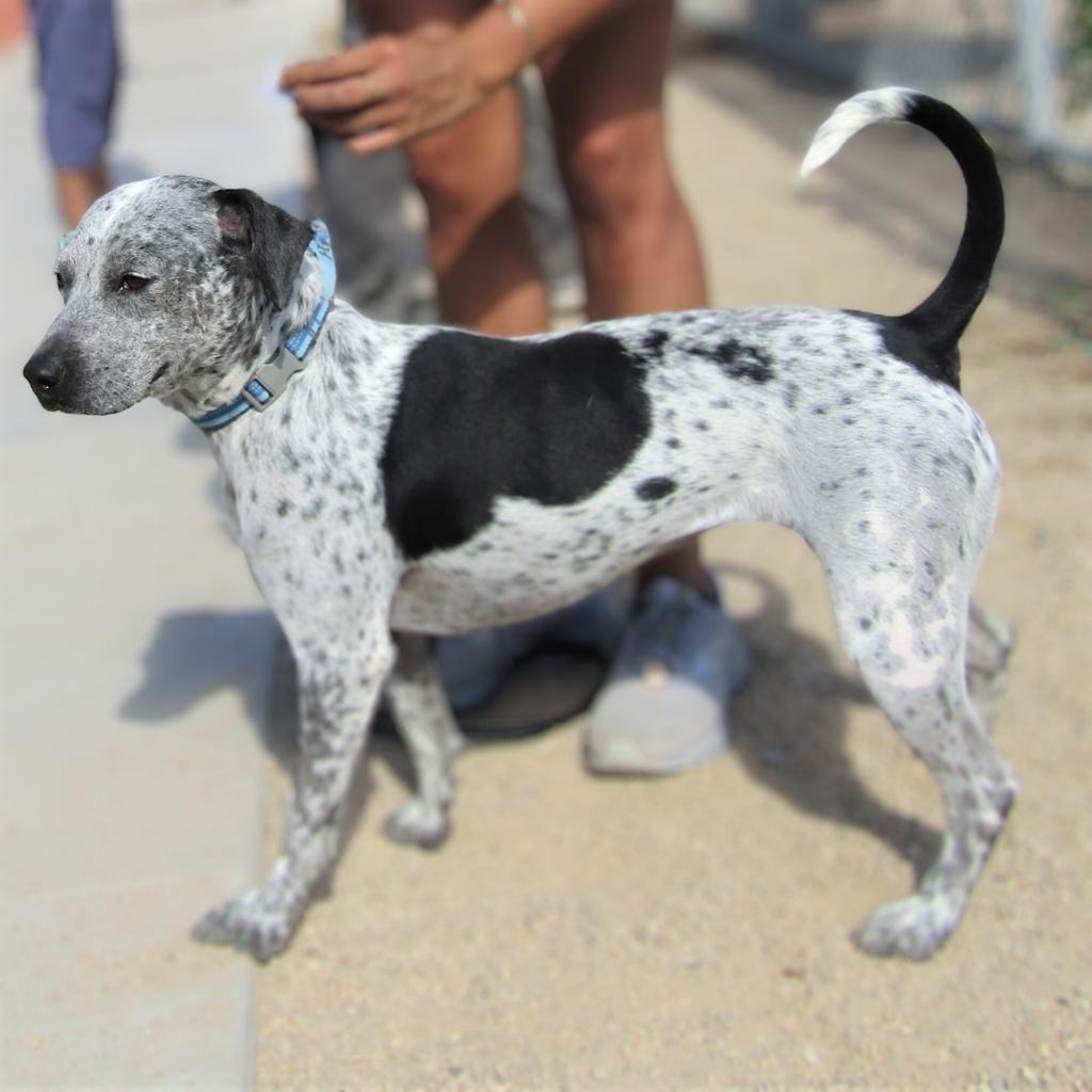 Lucky girl, an adoptable Mixed Breed in Las Cruces, NM, 88012 | Photo Image 5