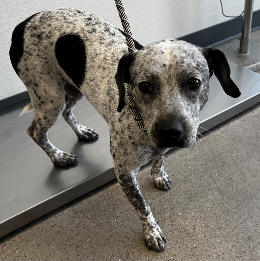 Lucky girl, an adoptable Mixed Breed in Las Cruces, NM, 88012 | Photo Image 6