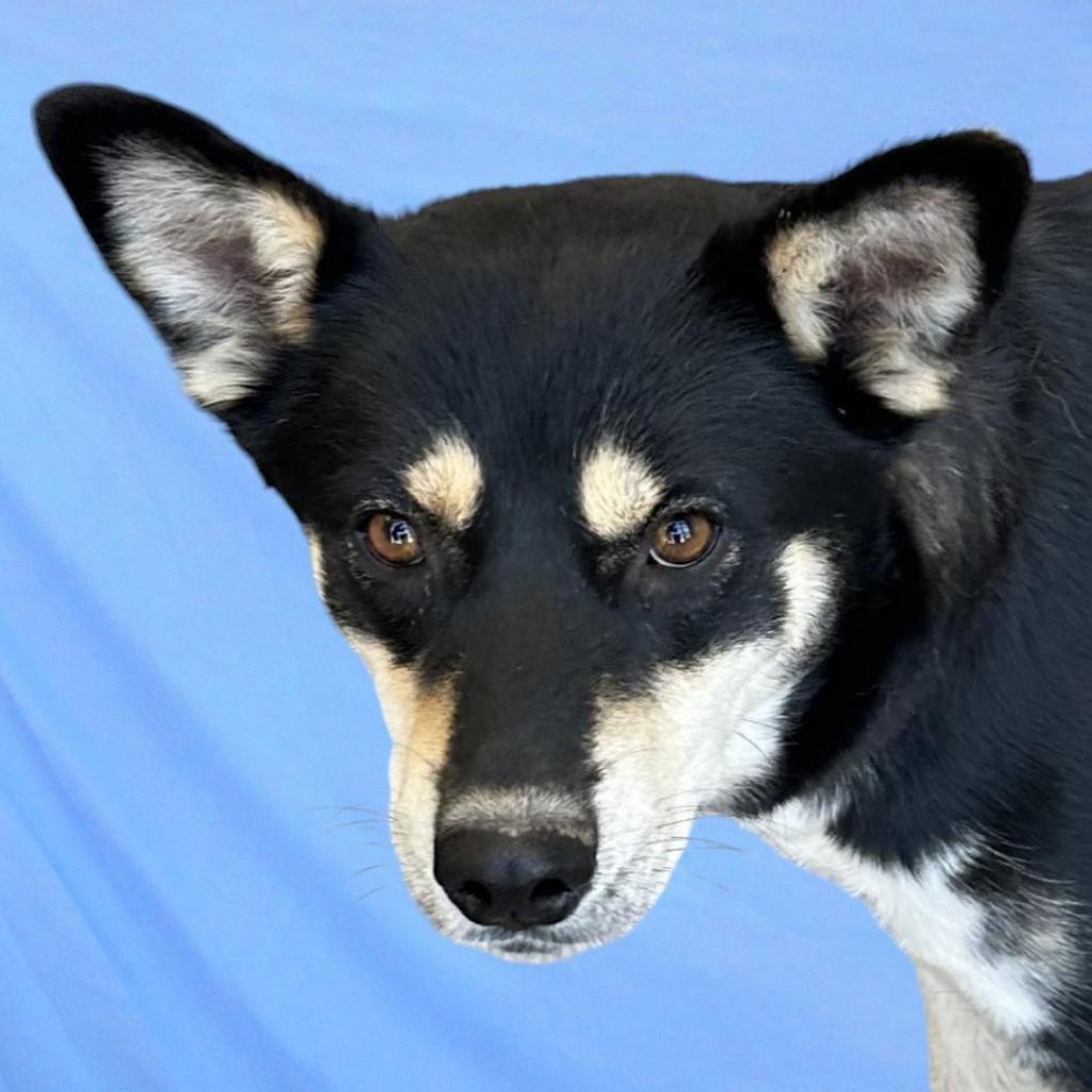 Molly, an adoptable Mixed Breed in Las Cruces, NM, 88012 | Photo Image 1