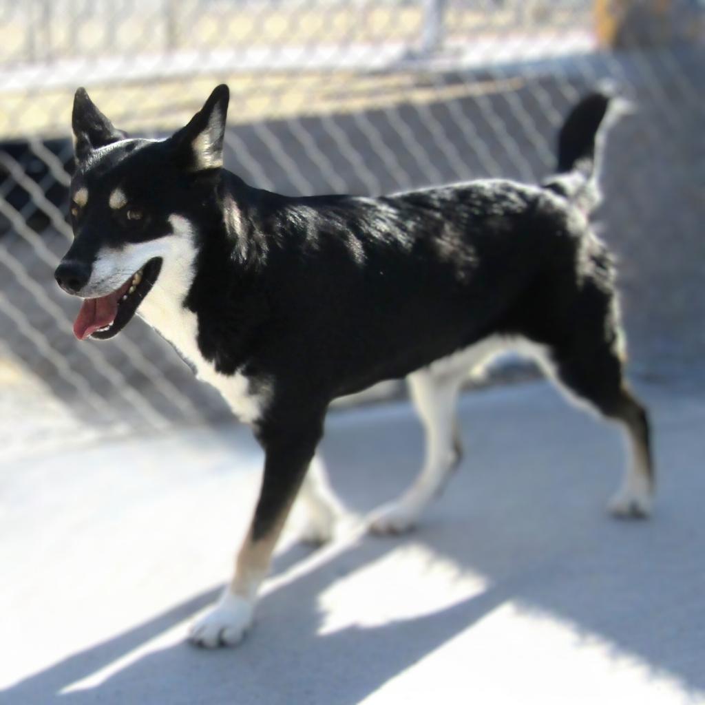 Molly, an adoptable Mixed Breed in Las Cruces, NM, 88012 | Photo Image 2