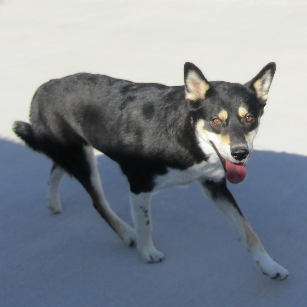 Molly, an adoptable Mixed Breed in Las Cruces, NM, 88012 | Photo Image 3