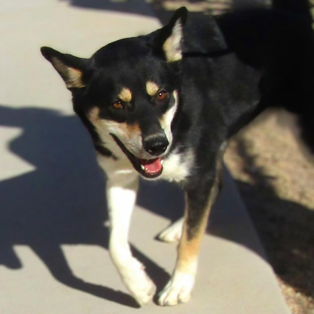 Molly, an adoptable Mixed Breed in Las Cruces, NM, 88012 | Photo Image 4