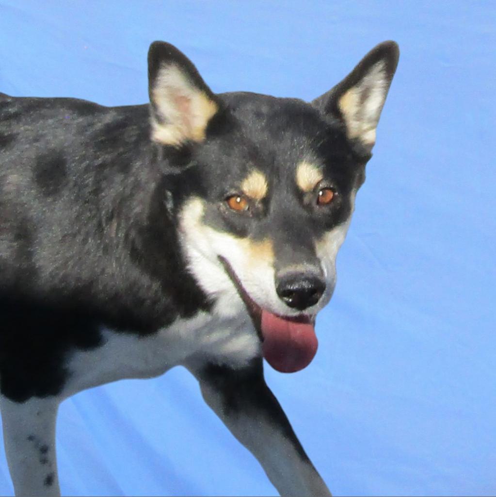 Molly, an adoptable Mixed Breed in Las Cruces, NM, 88012 | Photo Image 6