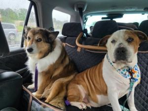 Barnaby - IN FOSTER Mixed Breed Dog