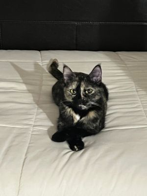 Maria Potts Domestic Short Hair Cat