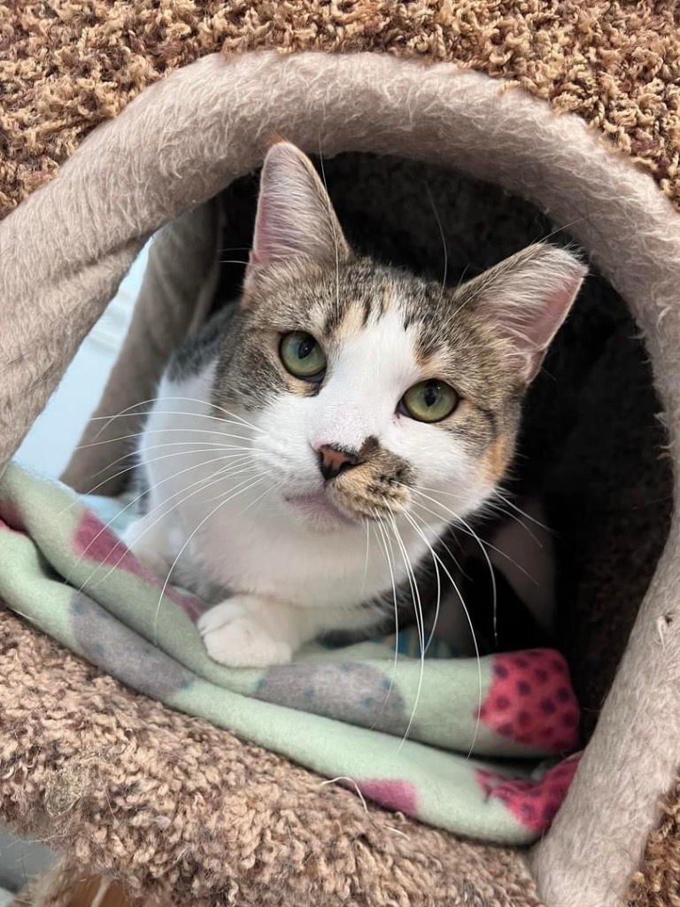 Ivy, an adoptable Domestic Short Hair in Sandy, UT, 84070 | Photo Image 1