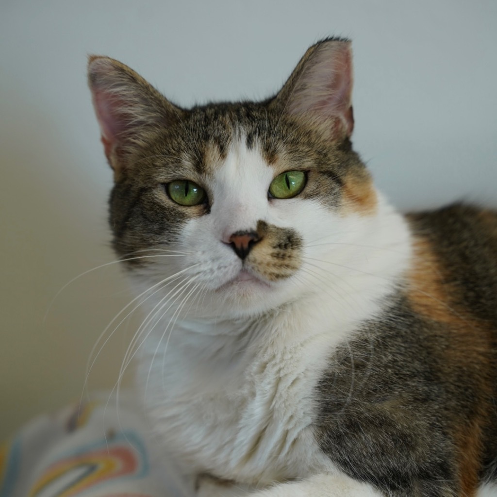 Ivy, an adoptable Domestic Short Hair in Sandy, UT, 84070 | Photo Image 1