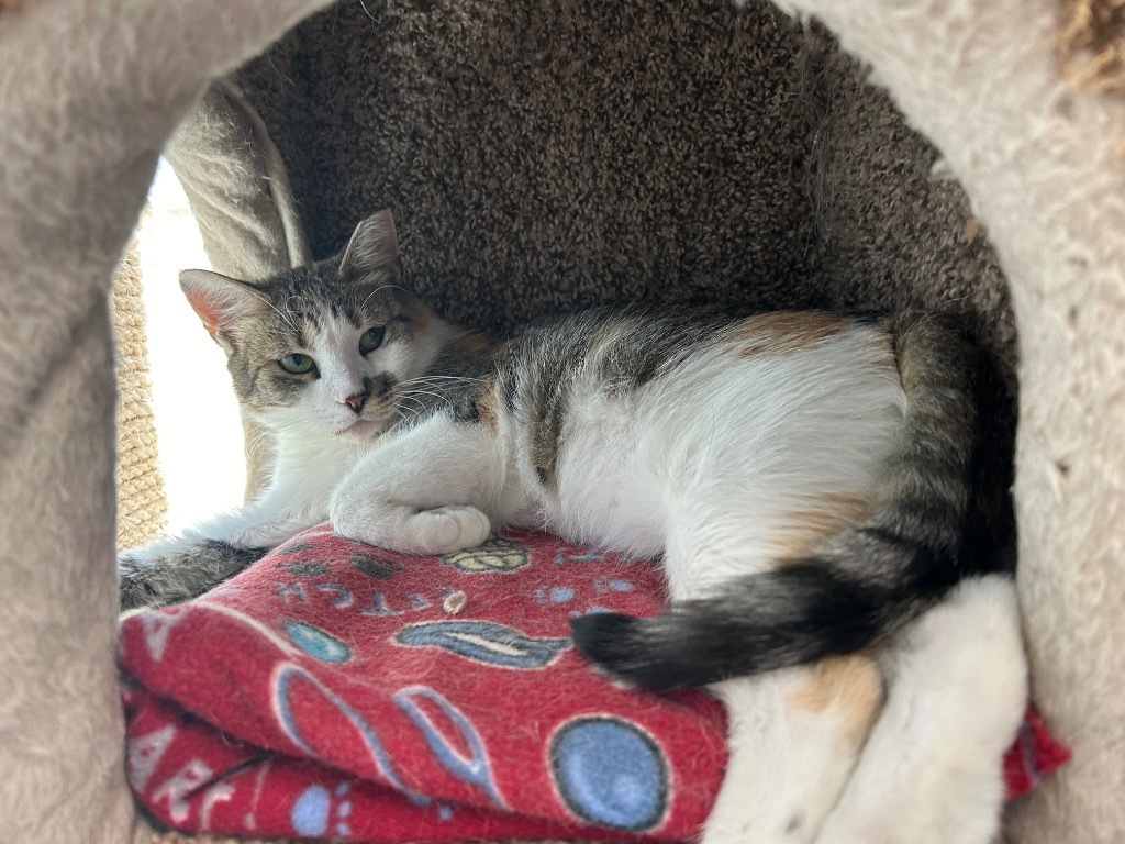 Ivy, an adoptable Domestic Short Hair in Sandy, UT, 84070 | Photo Image 2