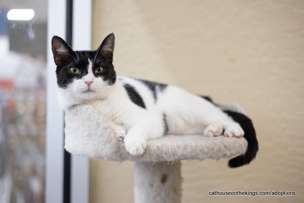 Petunia, an adoptable Domestic Short Hair in Parlier, CA, 93648 | Photo Image 1