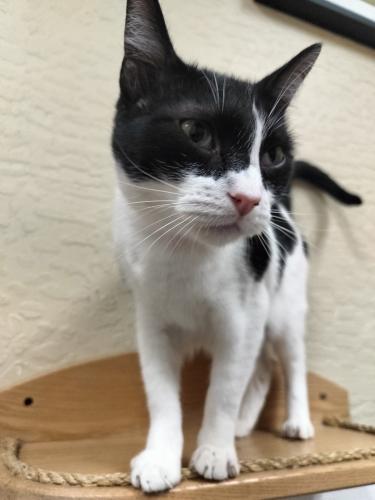 Petunia, an adoptable Domestic Short Hair in Parlier, CA, 93648 | Photo Image 3