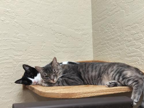 Petunia, an adoptable Domestic Short Hair in Parlier, CA, 93648 | Photo Image 4