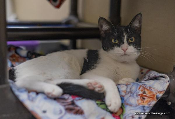 Petunia, an adoptable Domestic Short Hair in Parlier, CA, 93648 | Photo Image 5