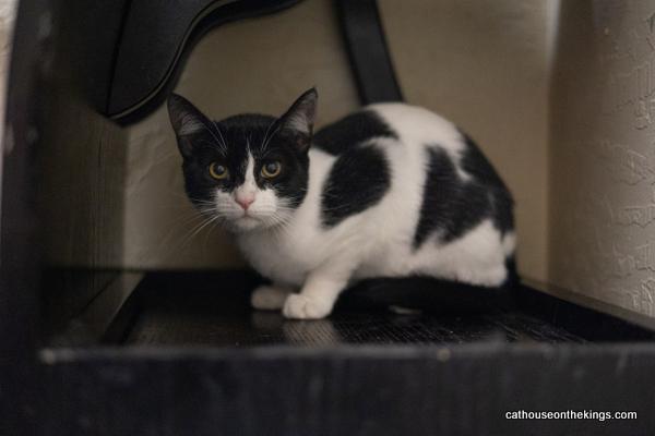 Petunia, an adoptable Domestic Short Hair in Parlier, CA, 93648 | Photo Image 6