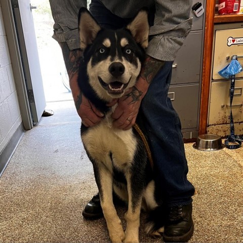 Stream, an adoptable Siberian Husky in Coos Bay, OR, 97420 | Photo Image 1