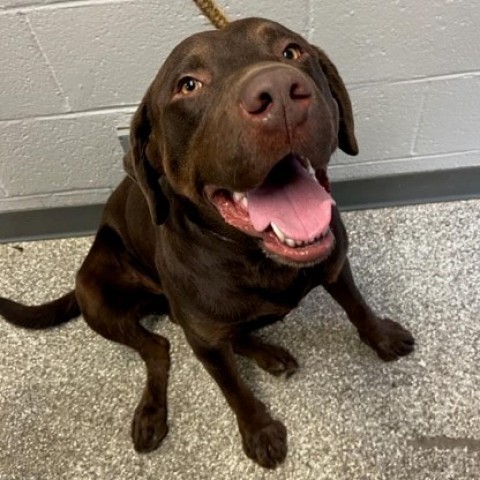 Spanky, an adoptable Labrador Retriever in Coos Bay, OR, 97420 | Photo Image 1