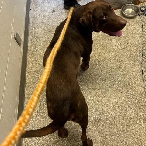 Spanky, an adoptable Labrador Retriever in Coos Bay, OR, 97420 | Photo Image 2