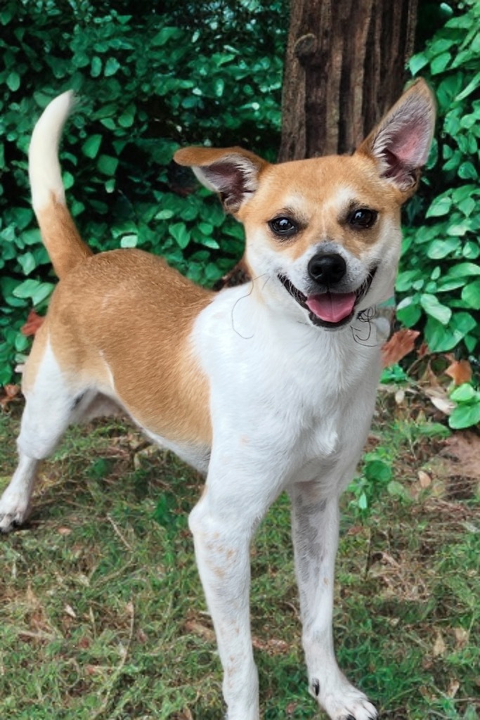 Coke, an adoptable Whippet, Rat Terrier in Dalton, GA, 30721 | Photo Image 1