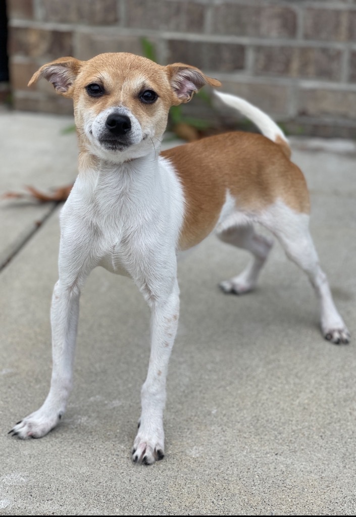 Coke, an adoptable Whippet, Rat Terrier in Dalton, GA, 30721 | Photo Image 2
