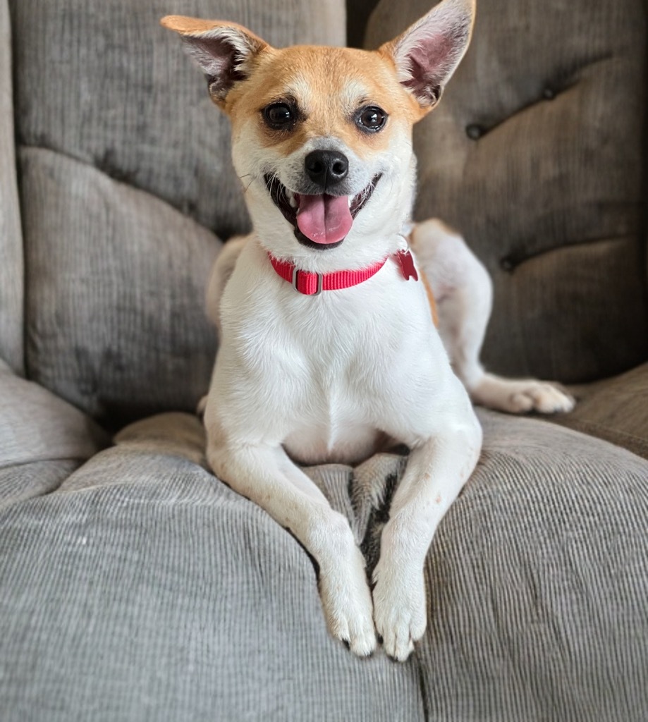 Coke, an adoptable Whippet, Rat Terrier in Dalton, GA, 30721 | Photo Image 4